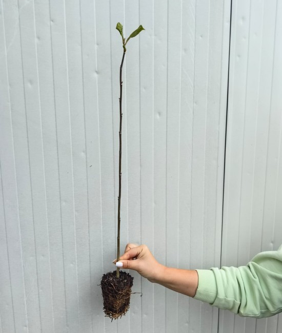 Magnolie Genie (alveola)