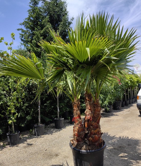 Palmier Washingtonia Ghiveci 130L