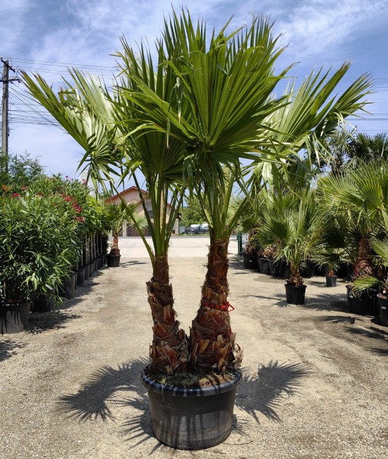 Palmier Washingtonia Ghiveci 130L