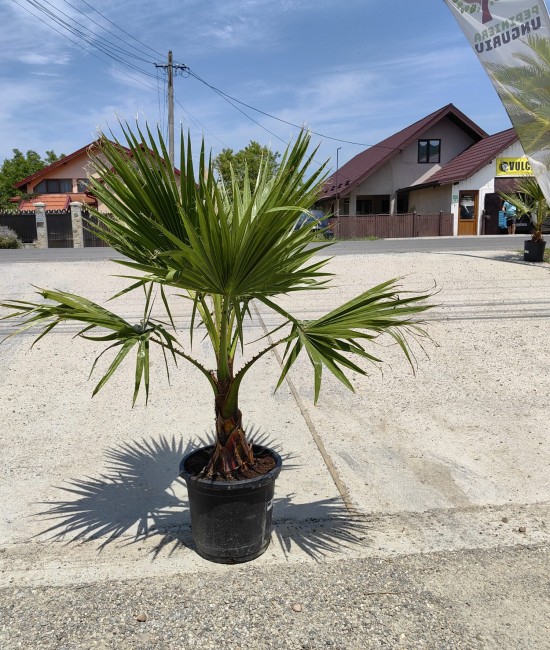 Palmier Washingtonia Ghiveci 15L