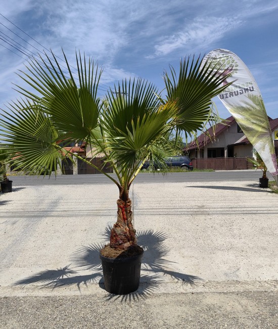 Palmier Washingtonia Ghiveci 55L