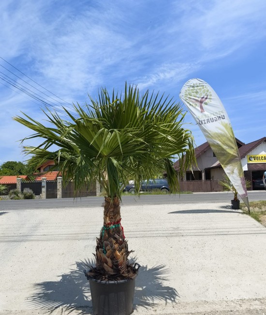 Palmier Washingtonia Ghiveci 80L