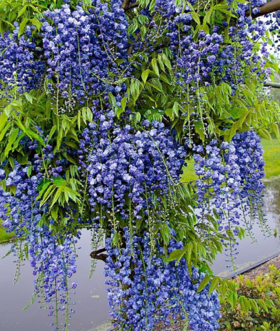Glicina (Wisteria sinensis Prolific )