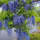 Glicina (Wisteria sinensis Prolific )