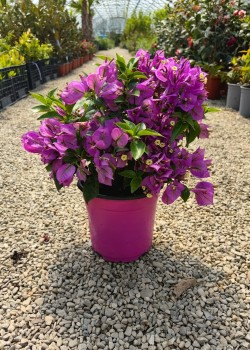Bougainvillea(Floare de hartie) Glob 20-30cm (ghiveci)