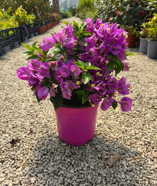 Bougainvillea(Floare de hartie) Glob 20-30cm (ghiveci)