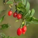 Goji Rosu (ghiveci) Goji Rosu (ghiveci)