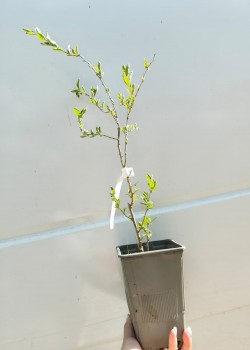 Goji Rosu (ghiveci)