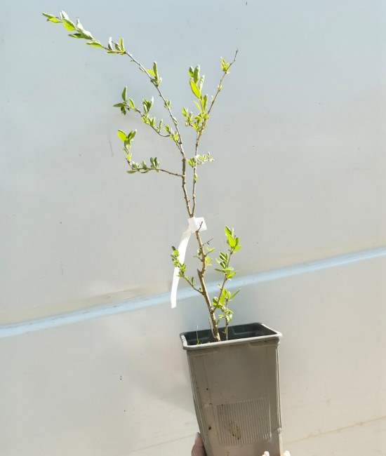Goji Rosu (ghiveci) Goji Rosu (ghiveci)