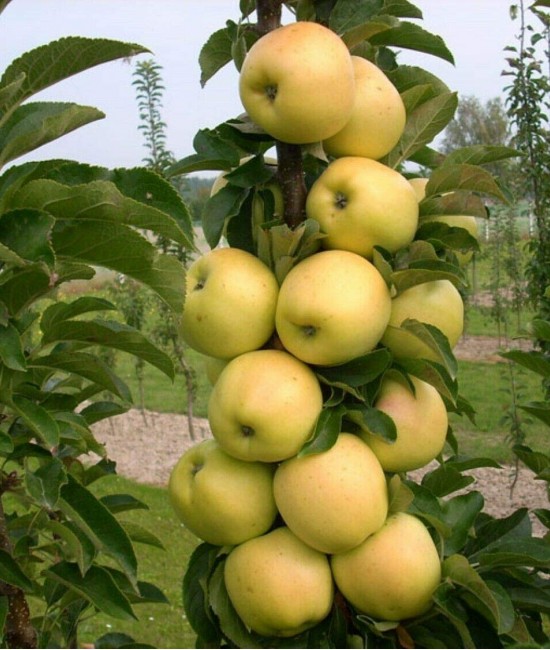 Mar Columnar Golden (radacina nuda)