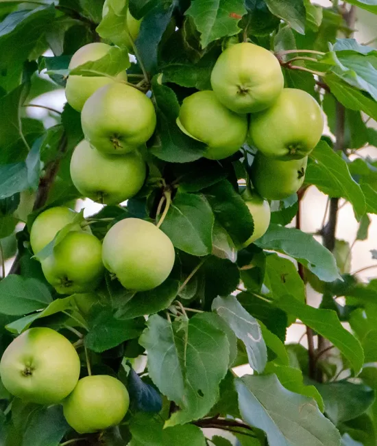 Mar Granny Smith (radacina nuda)