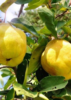 Gutui Moldovenesti (radacina nuda)