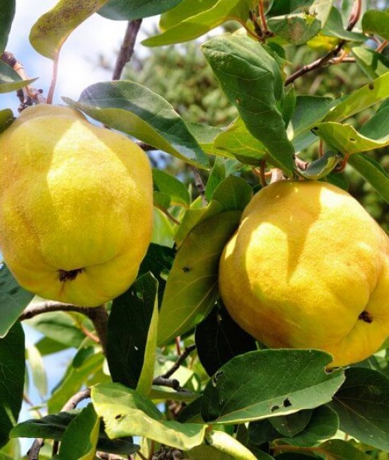 Gutui Moldovenesti (radacina nuda)