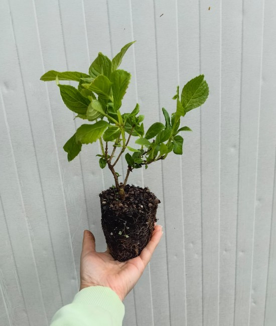 Hortensie alba (alveola)