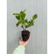 Hortensie alba (alveola)