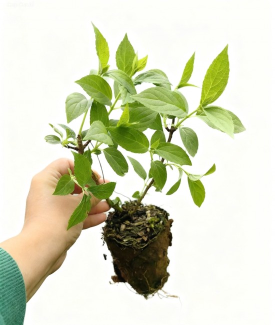 Hortensie Paniculata Phantom 20-30cm (alveola)