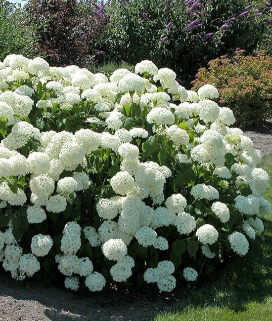 Hortensie alba (alveola)
