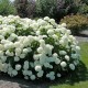 Hortensie alba (alveola)