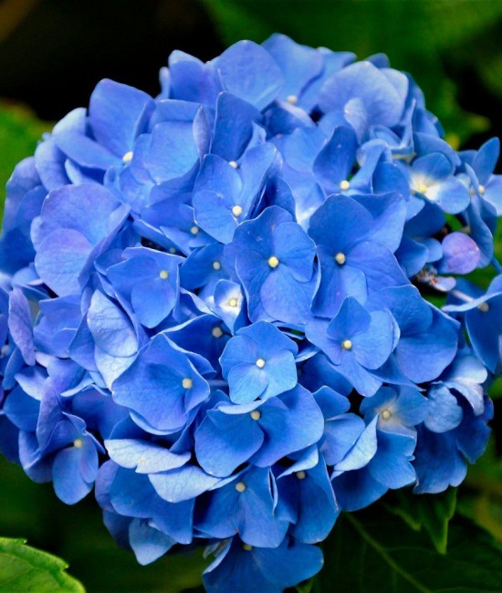 Hortensie albastra (alveola)