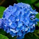 Hortensie albastra (alveola)