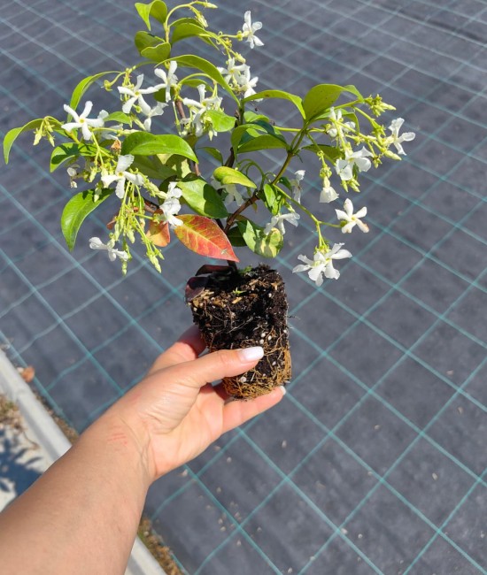 Iasomie Stelata 20-30cm (alveola)