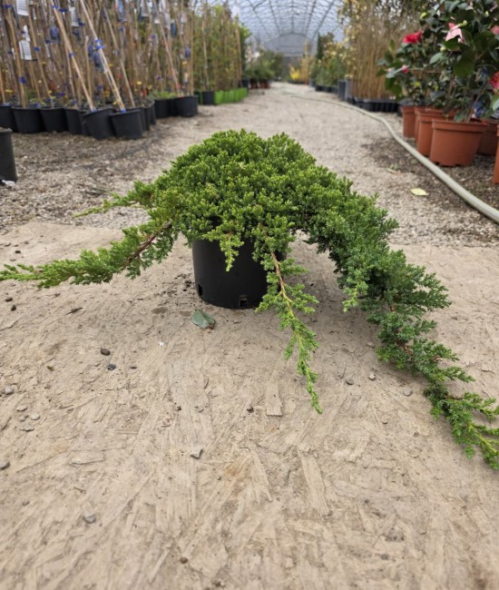 Ienupar procumbens (ghiveci)