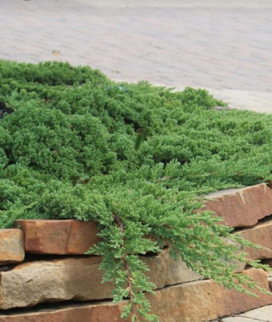 Ienupar procumbens (ghiveci)