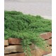 Ienupar procumbens (ghiveci)