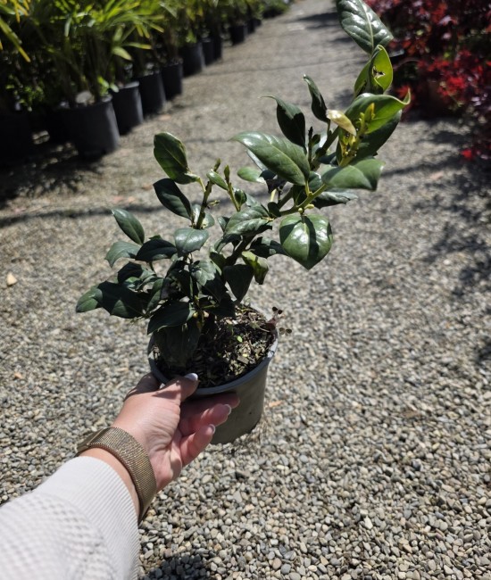 Ilex nellie stevens 20-50cm (ghiveci)