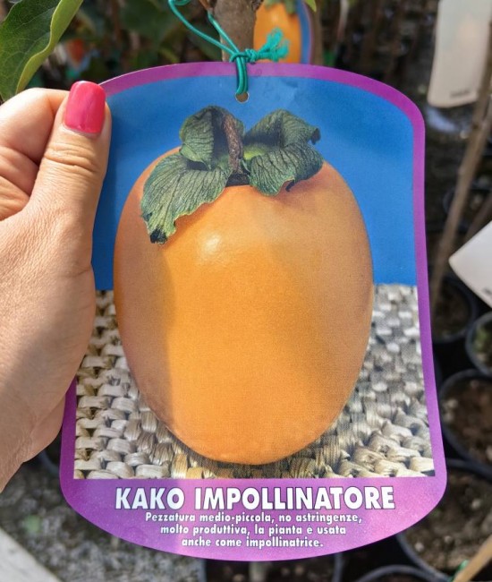 Kaki impollinatore la ghiveci