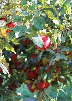 Mar Ionatan (radacina nuda)
