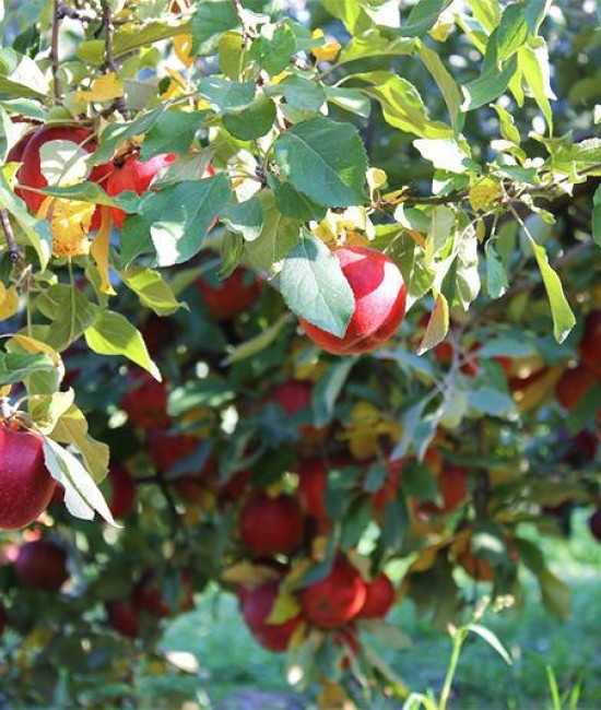 Mar Ionatan (radacina nuda)