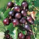 Coacaz Josta (ghiveci)