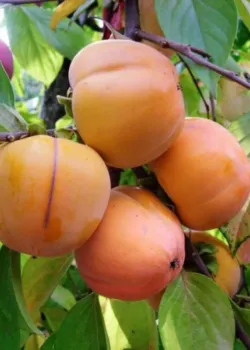Kaki mela (radacina nuda)