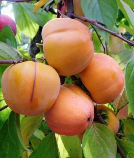 Kaki mela (radacina nuda)