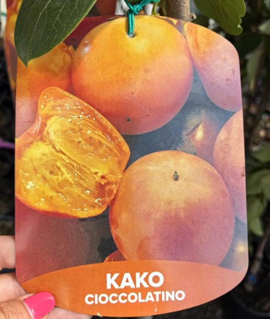 Kaki Cioccolatino pe rod (ghiveci)