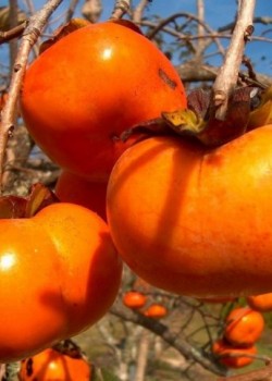 Kaki Jiro (radacina nuda)