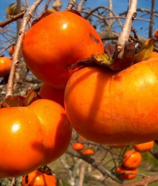 Kaki Jiro (radacina nuda)