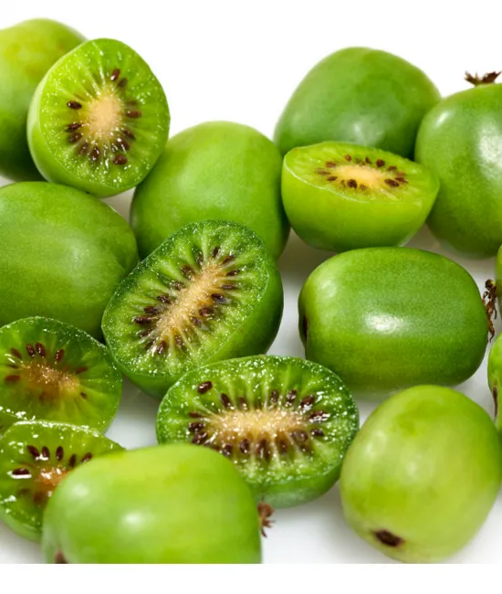 Mini Kiwi Issai ghiveci
