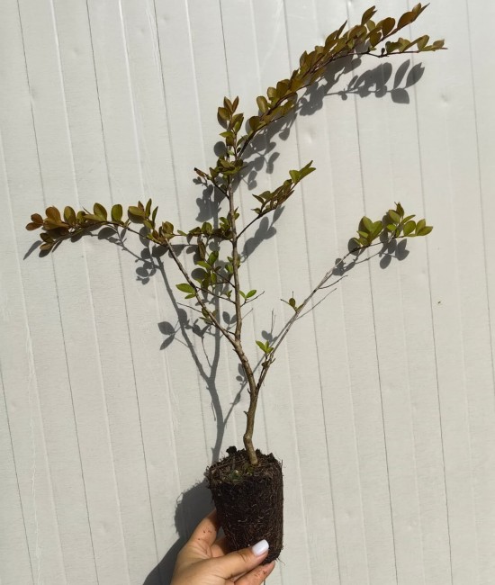 Lagerstroemia (liliac indian) alb 30-50cm (ghiveci)