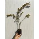 Lagerstroemia (liliac indian) alb 30-50cm (ghiveci)