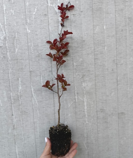 Lagerstroemia (liliac indian) rosu 20-40cm (alveola)