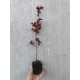Lagerstroemia (liliac indian) rosu 20-40cm (alveola)