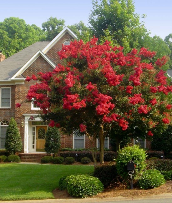 Lagerstroemia (liliac indian) rosu 20-40cm (alveola)