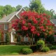Lagerstroemia (liliac indian) rosu 20-40cm (alveola)