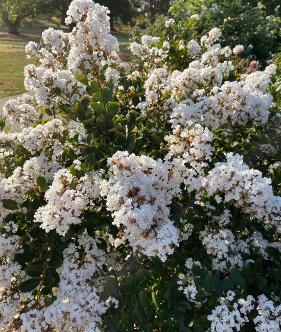 Lagerstroemia (liliac indian) alb 30-50cm (ghiveci)