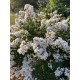 Lagerstroemia (liliac indian) alb 30-50cm (ghiveci)