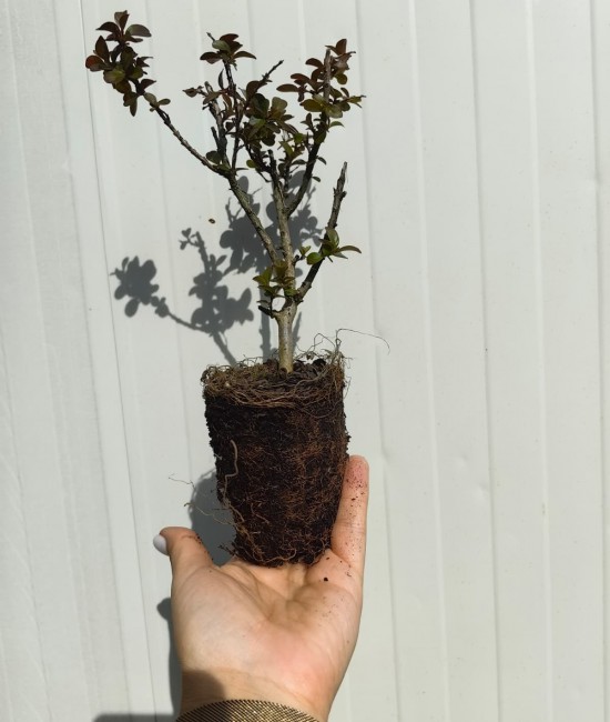 Lagerstroemia (liliac indian) pitic roz 10-20cm (ghiveci)