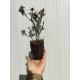Lagerstroemia (liliac indian) pitic roz 10-20cm (ghiveci)