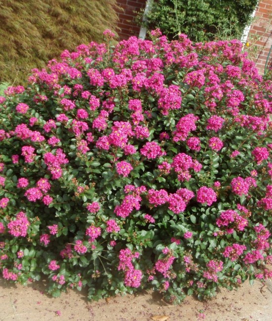 Lagerstroemia (liliac indian) pitic roz 10-20cm (ghiveci)